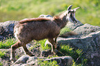 young chamois