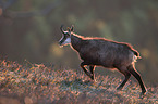 chamois