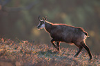 chamois