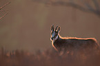 chamois