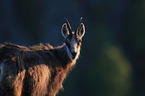 chamois