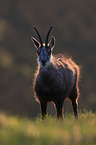 chamois