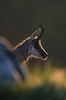chamois