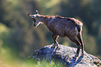 chamois