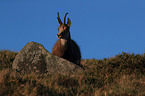 chamois