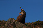 chamois
