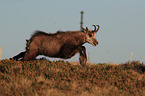 chamois