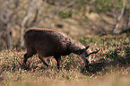 chamois