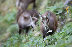 young chamoises