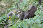 young chamois
