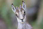 young chamois