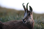 chamois