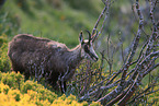 chamois