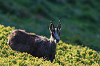 chamois