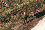 chamois