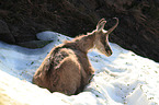 chamois