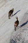 chamois