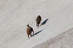 young chamoises