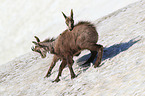 young chamoises