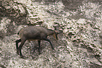chamois