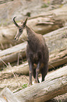 chamois