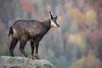 chamois