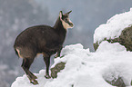 chamois