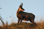 standing Chamois