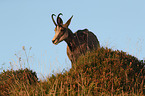 standing Chamois