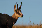 Chamois in natur