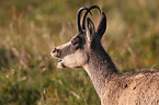 Chamois portrait