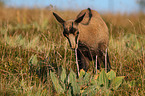 standing Chamois