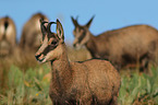 Chamois in natur