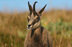 Chamois in natur