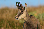 Chamois in natur