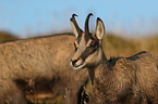 Chamois in natur