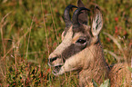 lying Chamois