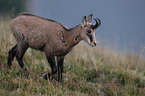 walking Chamois