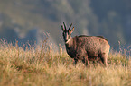 standing Chamois