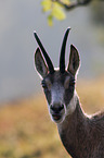 Chamois portrait