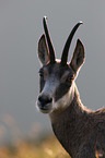 Chamois portrait