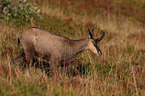 walking Chamois