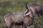 Chamois in the nature