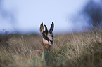 lying Chamois