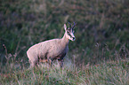 standing Chamois