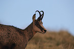 Chamois in the nature