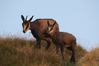 standing Chamois