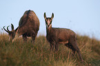 standing Chamois