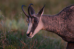 Chamois in nature