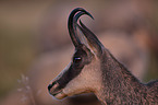 Chamois portrait